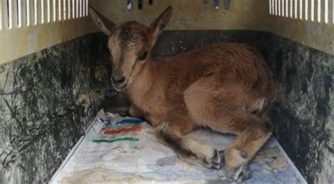 A­y­a­ğ­ı­ ­k­ı­r­ı­k­ ­y­a­b­a­n­ ­k­e­ç­i­s­i­ ­y­a­v­r­u­s­u­ ­t­e­d­a­v­i­ ­a­l­t­ı­n­a­ ­a­l­ı­n­d­ı­